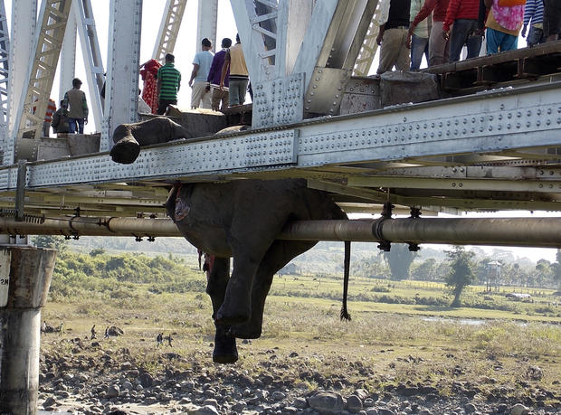 Elephant carcass on bridge 