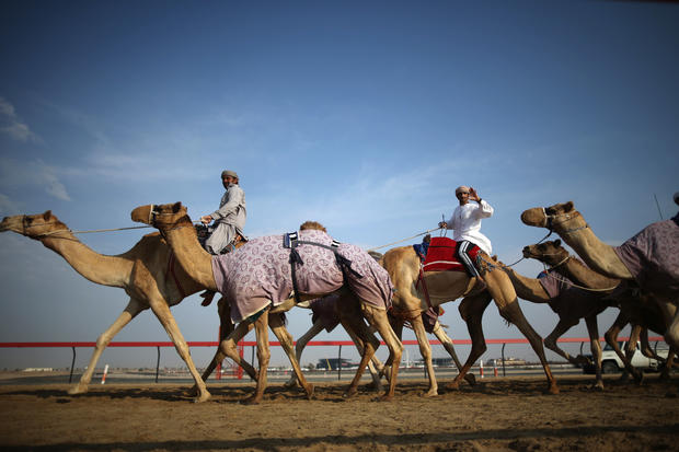 Camel racing Dubai 