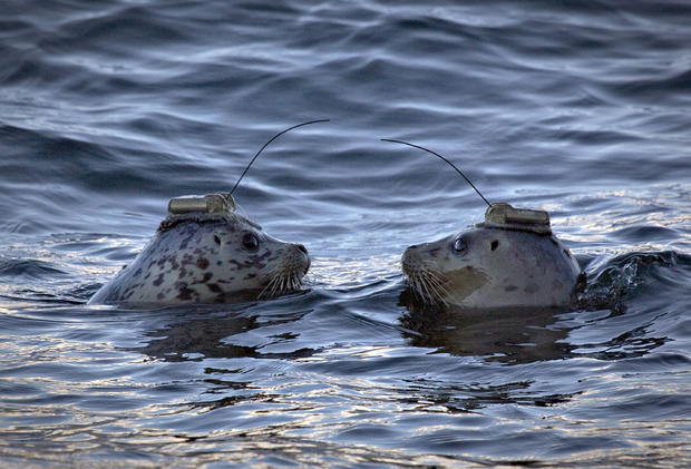 Harbour seals 