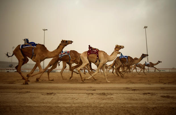 Camel racing 