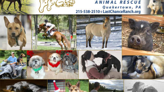 animal-calendar-cover.jpg 