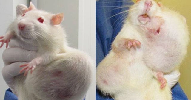 Study on modified corn, herbicide and tumors reignites controversy CBS News