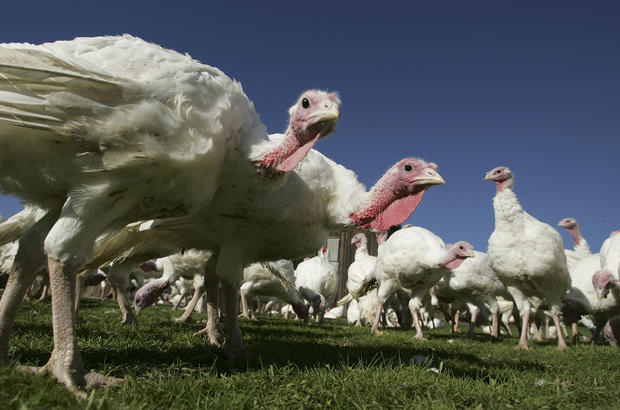 Turkey Farms Prepare For Thanksgiving 