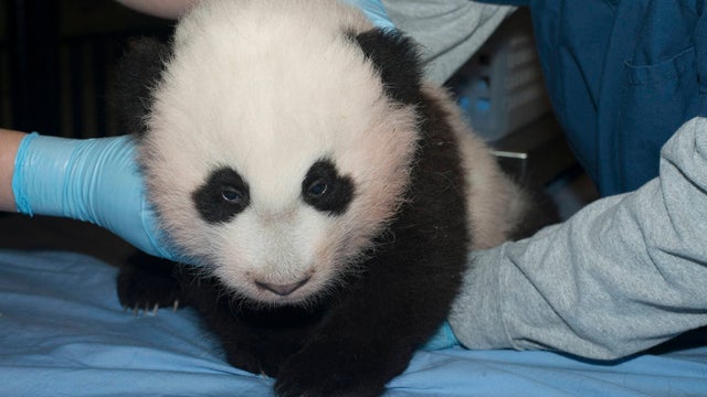 panda.2013-12-01T191449Z_1688184409_GM1E9C208XI01_RTRMADP_3_USA.jpg 