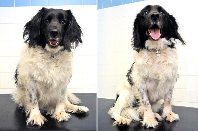 010_Oscar was a runner up in PDSA Pet Fit Club after losing a fifth of his bodyweight.jpg 