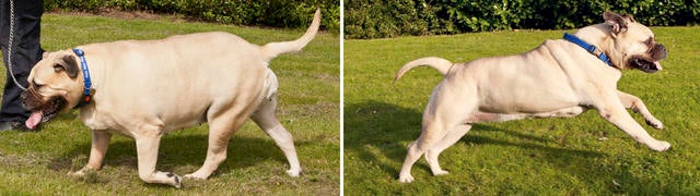 001_Mizzy from Derby has been named a runner up in PDSA Pet Fit Club.jpg 