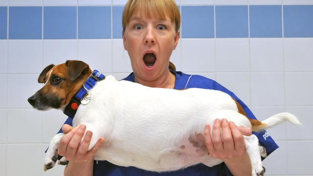 016_BEFORE PDSA head nurse Lindsay Atkinson struggles to hold Pet Fit Club finalist Ruby.jpg 
