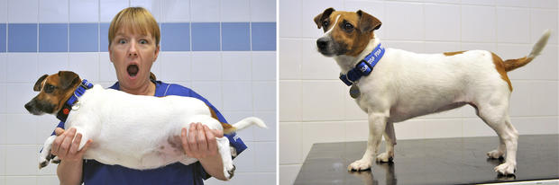 007_PDSA Pet Fit Club Champ Ruby - before and after her diet, with Head Nurse Lindsay Atkinson.jpg 