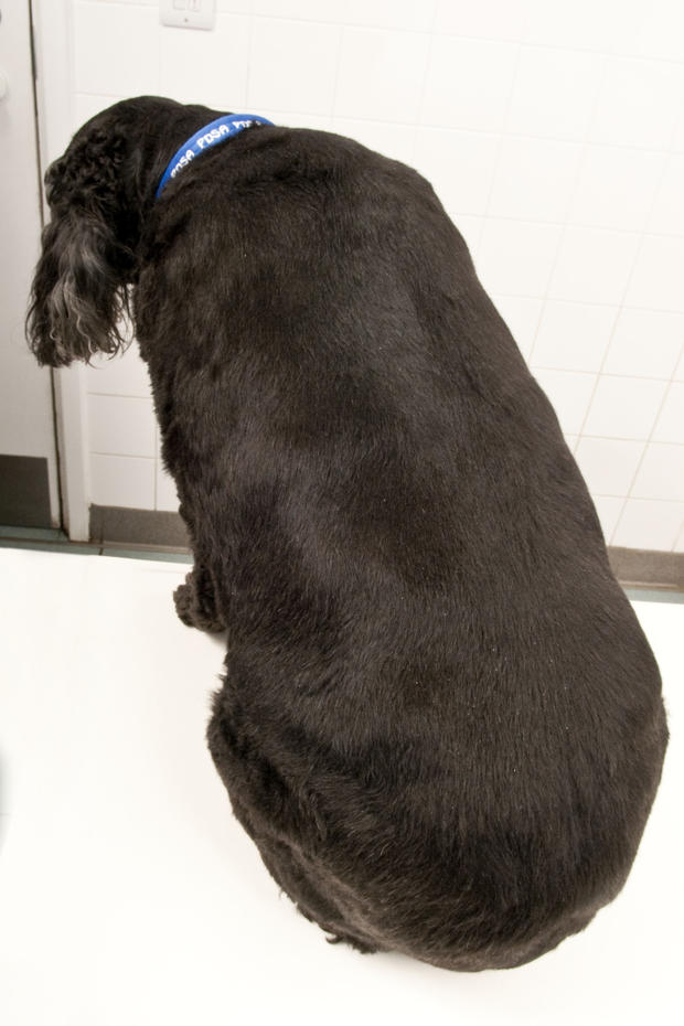026_BEFORE Nyah was classed as 'morbidly obese' by PDSA vets.jpg 