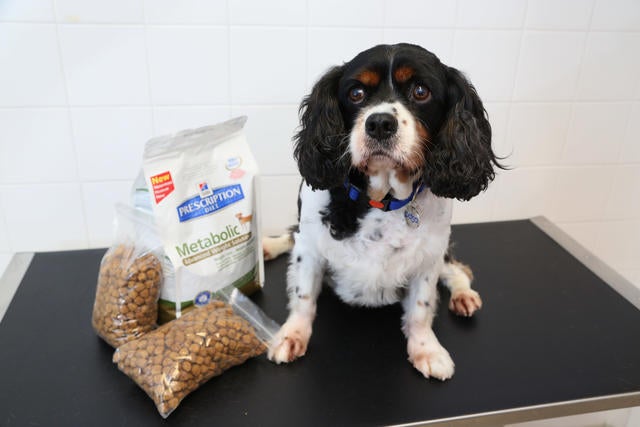 012_AFTER Benji followed a strict six month diet and fitness programme devised by PDSA vets.jpg 