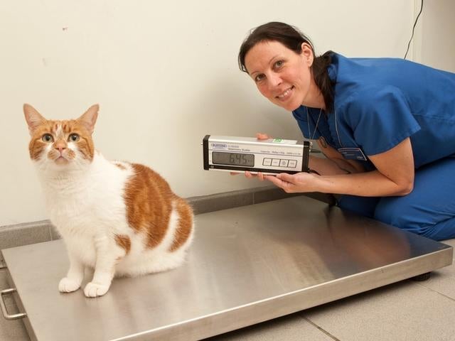 023_Prince at his final PDSA Pet Fit Club weigh in, with Vet Nurse Sue Bartlett.jpg 