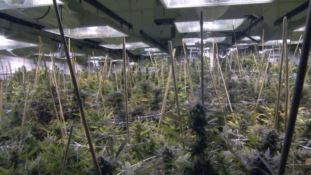 Marijuana Grow Facility 