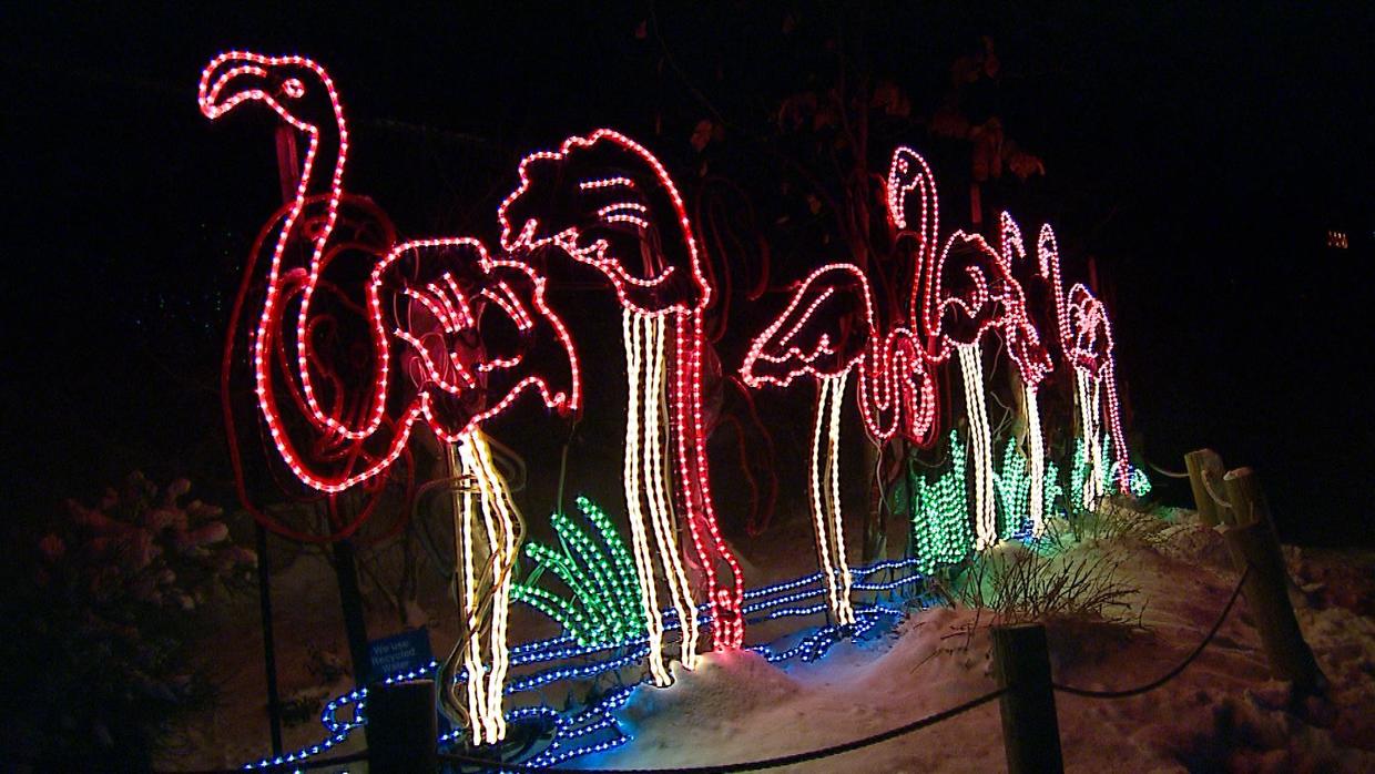 Tickets For Zoo Lights Now Available CBS Colorado