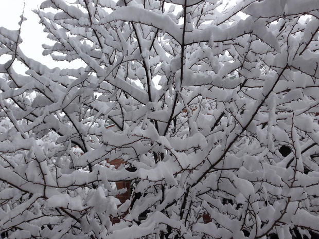snow-tree-12-4-2013.jpg 