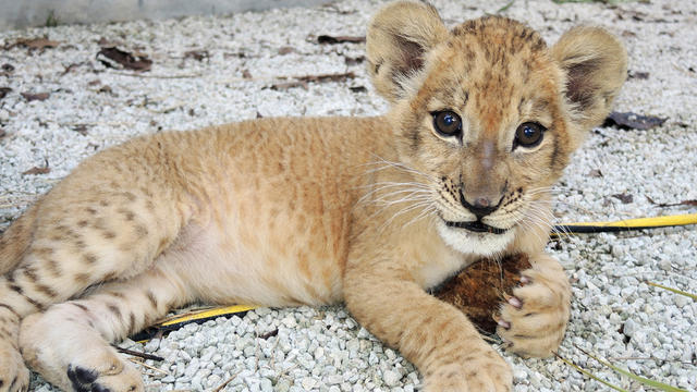lion-cub-female-2.jpg 