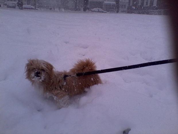 jonesvallerie-snowy-dog.jpg 