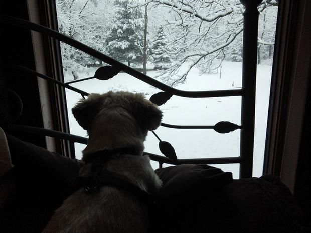 buckssoccermom-dog-stares-at-snow.jpg 