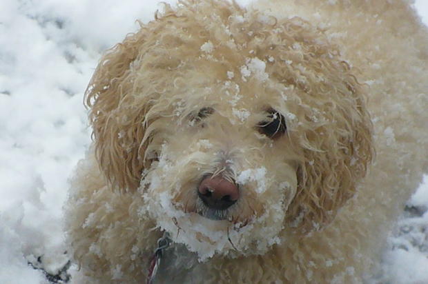 moureenw-snowy-dog.jpg 