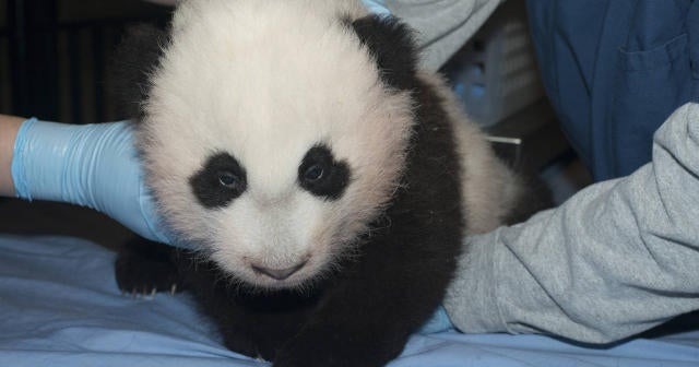 Are there animal care problems at National Zoo? - CBS News