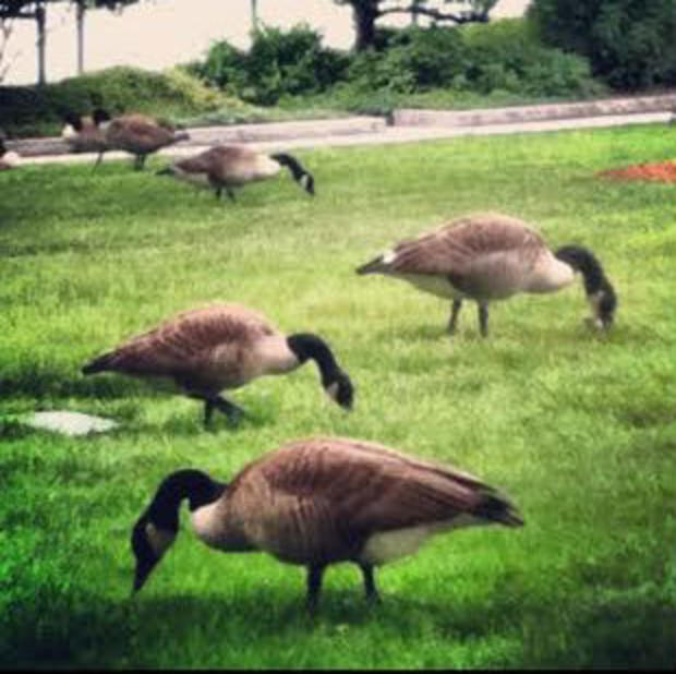 Geese along the Harborwalk 