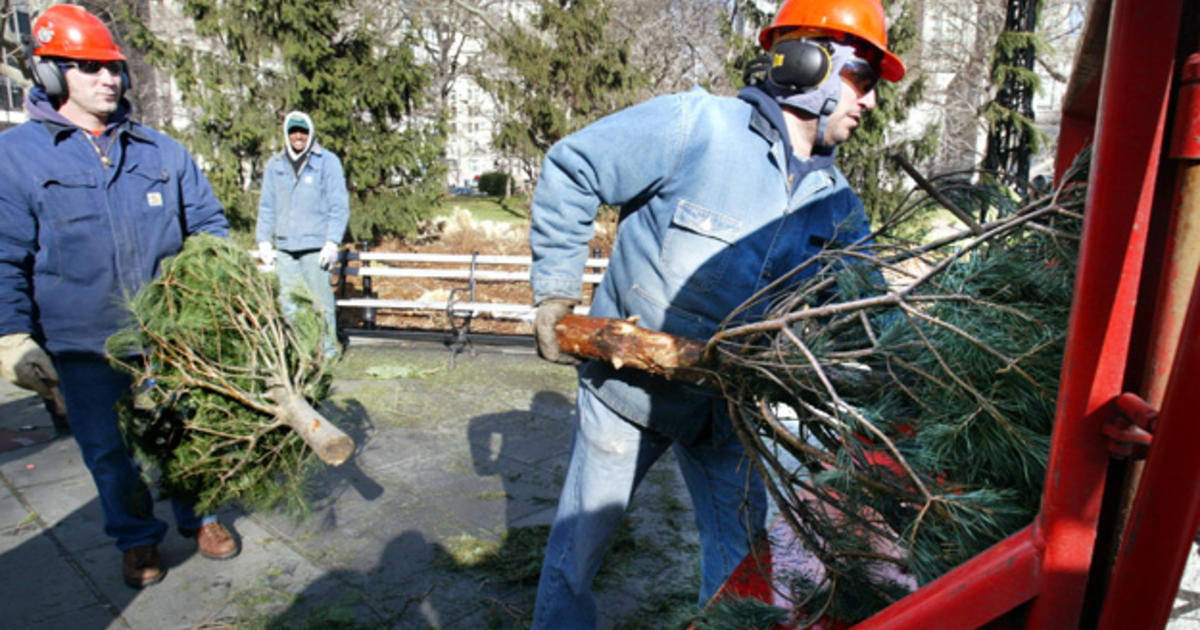 Mass Fire Officials Urge Safe Christmas Tree Disposal Cbs Boston