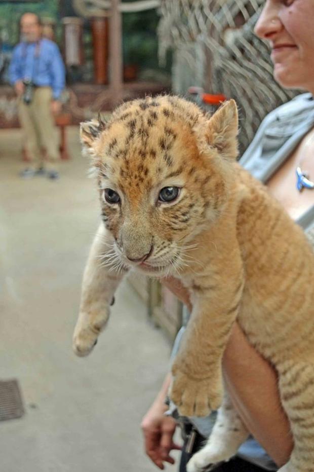 liger-cub.jpg 