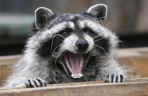Masha, a female raccoon, yawns in her wooden refuge inside an open-air cage where she hibernates at the Royev Ruchey zoo in Krasnoyarsk, Nov. 20, 2013. 