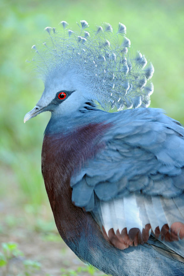 victoria-crowned-pigeon-1a.jpg 