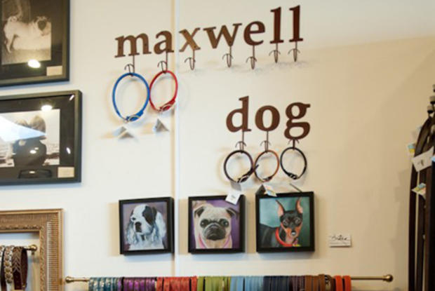 Maxwell Dog 