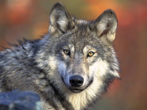 Gray_Wolf_Gary_Kramer_FWS.jpg