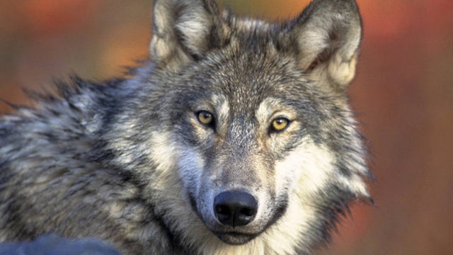 Gray_Wolf_Gary_Kramer_FWS.jpg 