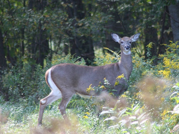 Columbian_White-Tailed_Deer_FWS.jpg