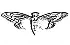 cicada-3301-website-620x442.jpg 