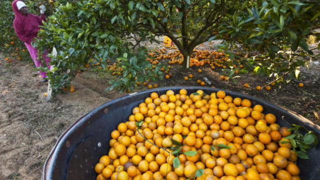 florida-oranges.jpg 