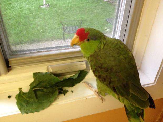 parrot 2 