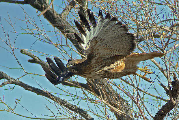 first-red-tail-hawk-of-the-new-year-iv.jpg 