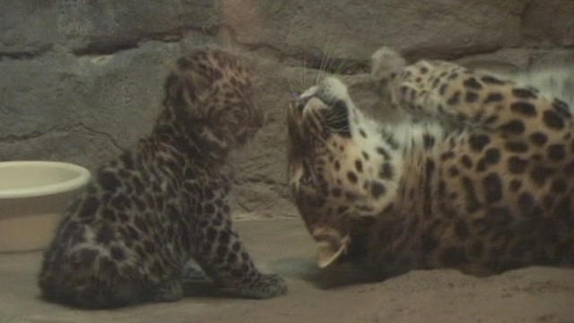 leopard-cub.jpg 