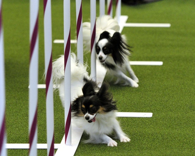 Papillon store agility westminster