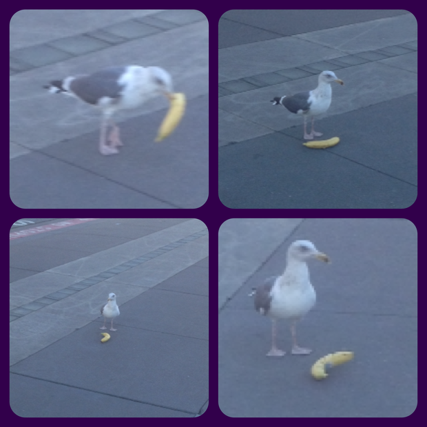 Seagull Tries To Fly With Banana 
