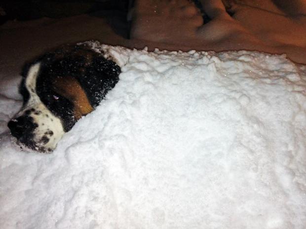 penny-rudy-arthur-my-8-year-old-st-bernard-prefers-to-be-buried-in-the-snow-than-be-inside-in-bellport-village.jpg 