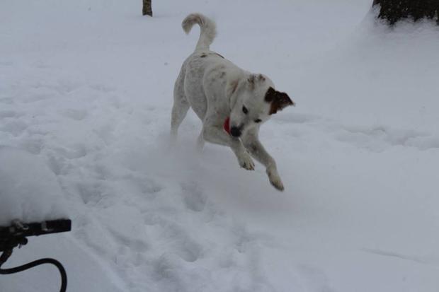 elise-katherine-my-dog-toby-playing-in-the-snow-trenton-nj.jpg 