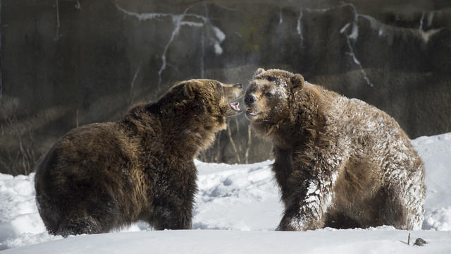 julie-larsen-maher-1519-grizzly-and-brown-bears-in-snow-bb-bz-01-22-14.jpg 