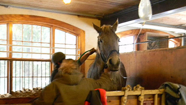 Horse Rescue Hamilton 