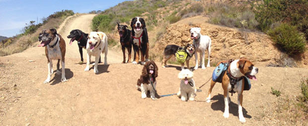 DOGS hiking 