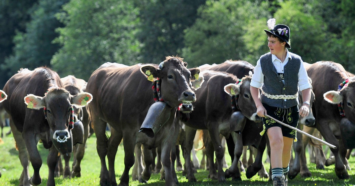 Gassy German cows blamed for barn explosion - CBS News