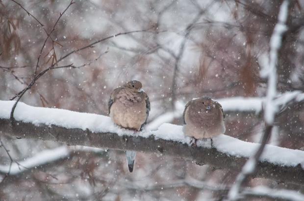 mourning-doves-hunkering-down-for-a-snowy-morning-lake-hopatcong-nj-ulla-vinkman.jpg 