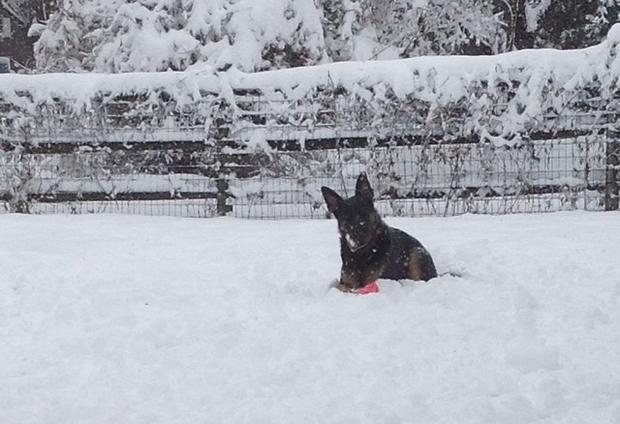 brittney-pyle-zeus-playing-in-the-snow-in-glenmoore-pa.jpg 