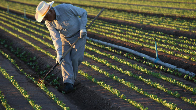 california-lettuce-farm.jpg 