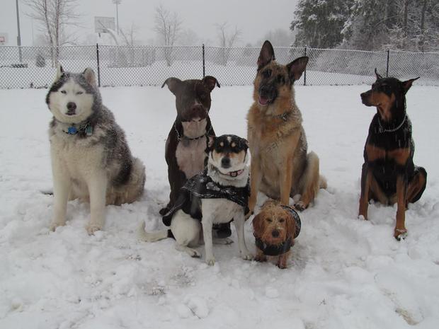snowdogs.jpg 