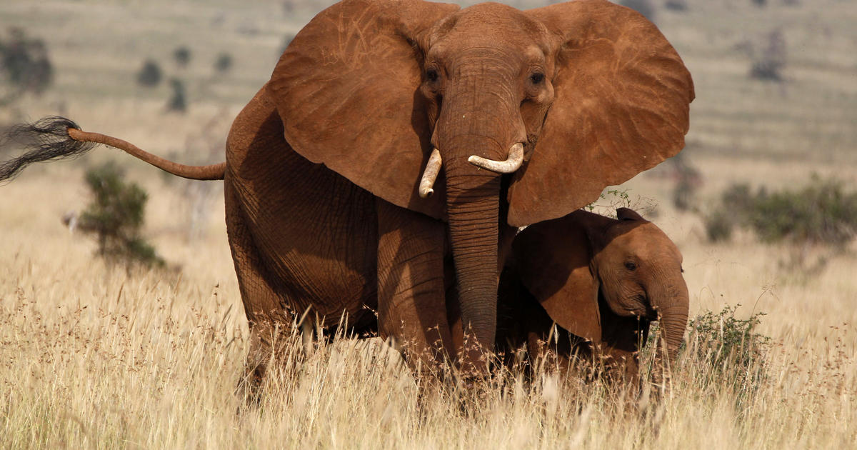 Elephant census